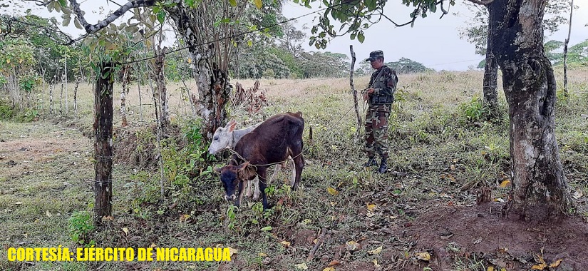 ganado2